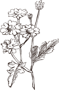 植物イラスト
