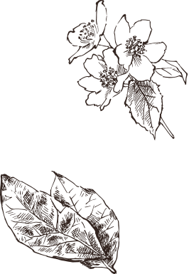 植物イラスト